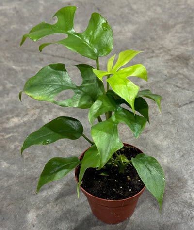 4" Monstera Minima Little Ginny 